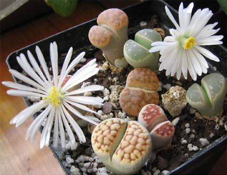 h2w_plants_lithops.jpg