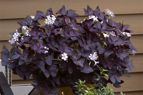 h2w_plants_oxalis.jpg