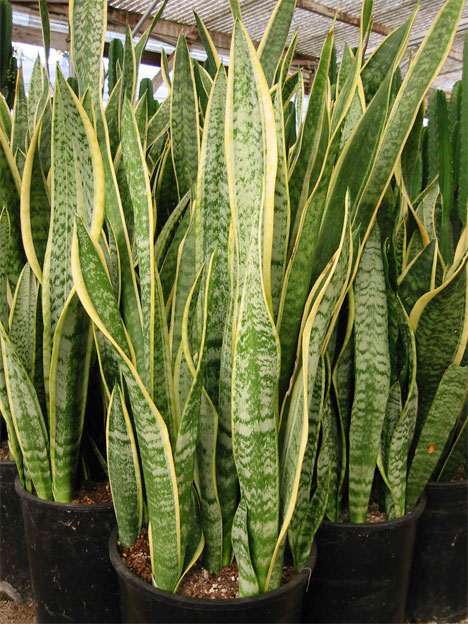 h2w_plants_snakeplant.jpg