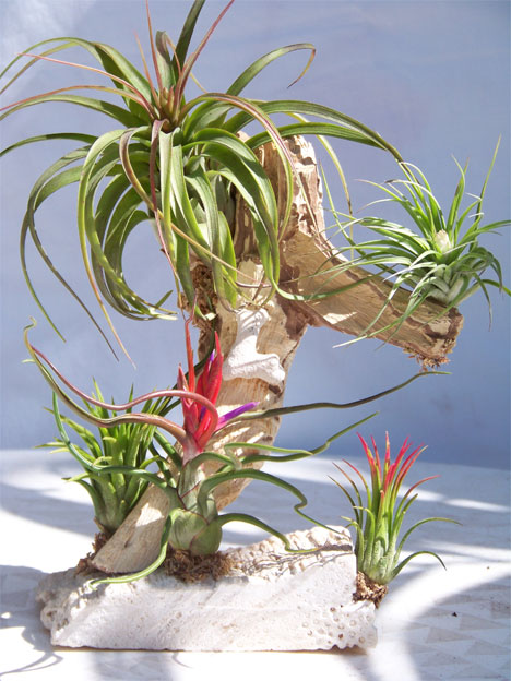 h2w_plants_tillandsia.jpg